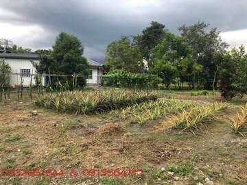 Land319土地市集 花蓮光復鄉土地買賣交易一應俱全