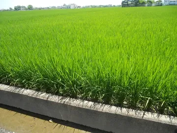 正中道中學嘟嘟好2分半