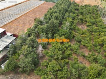 南崗國中附近油杉等珍貴樹美農地