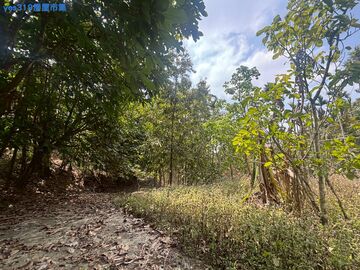 *獨家*竹崎佛寶寺旁景觀林地