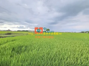 【售】大埤美農地